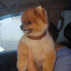 Tecili! Pameranski Spis butun senedleri ile esyalari ile birge 800 man