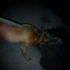 Pitbul. 7ayliqdi 8ci ayin icindedi usdunde iple agizdiginda verirem ev