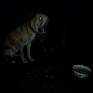 Pitbul. 7ayliqdi 8ci ayin icindedi usdunde iple agizdiginda verirem ev