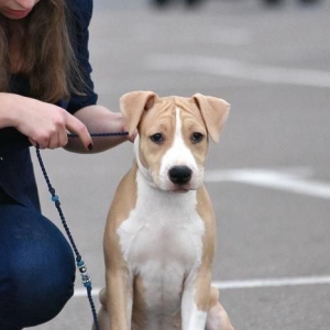 Стаффордширский терьерПлановый помёт, есть мальчики и девочки,