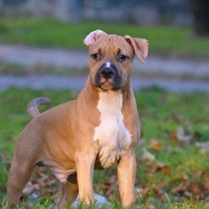 Стаффордширский терьерПлановый помёт, есть мальчики и девочки,