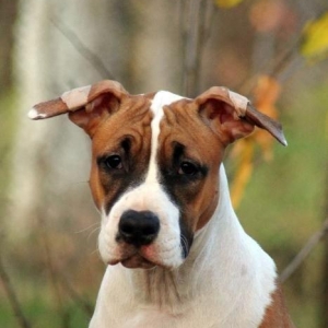 Стаффордширский терьерПлановый помёт, есть мальчики и девочки,