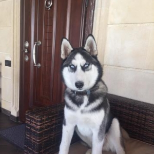 Хаски , 15 декабря будет год .