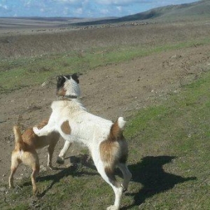 Salam. It satlir qurd basardi ela davasir var it. Goycaydadi.