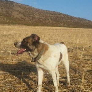 Salam. It satlir qurd basardi ela davasir var it. Goycaydadi.