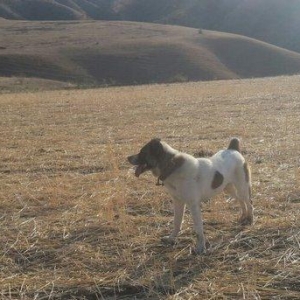 Salam. It satlir qurd basardi ela davasir var it. Goycaydadi.