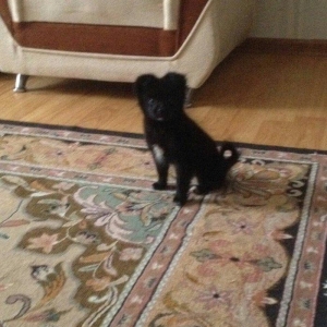 Pomerian spic lisa 3 ayliq diwidi Cox shirin oynag