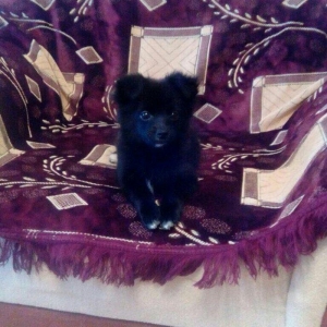 Pomerian spic lisa 3 ayliq diwidi Cox shirin oynagandi qetiyyen evi ba