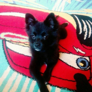 Pomerian spic lisa 3 ayliq diwidi Cox shirin oynagandi qetiyyen evi ba