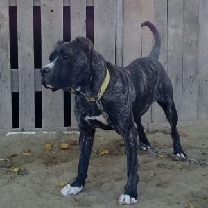 SORTU Staf 350 manata satiram   vatsap ile de mara