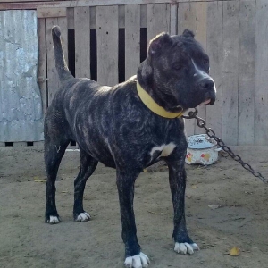 SORTU Staf 350 manata satiram   vatsap ile de maraqlana