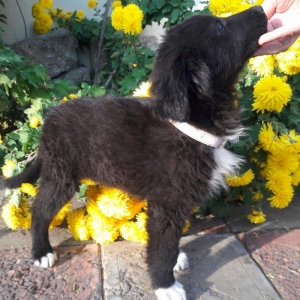 Отдаются в добрые руки щенки. 3 девочки- очень игривые, будут