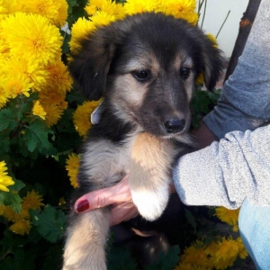 Отдаются в добрые руки щенки. 3 девочки- очень игривые, будут