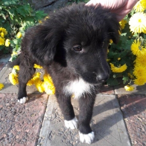 Отдаются в добрые руки щенки. 3 девочки- очень игривые, будут