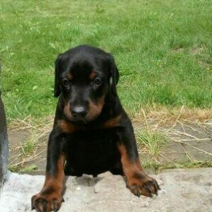 satlir doberman erkeydi rial alcilar zeng ve ya wh