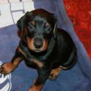 satlir doberman erkeydi rial alcilar zeng ve ya whatsappada yaza biler