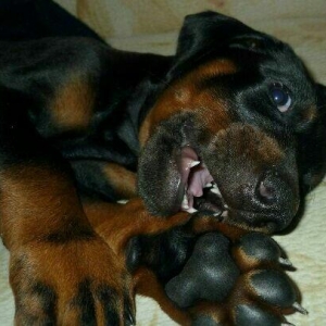 satlir doberman erkeydi rial alcilar zeng ve ya whatsappada yaza biler