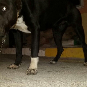 pidbul 1 yaw erkey zirededi 250 manat ayig itdi muhavize iwdiyirem ozu