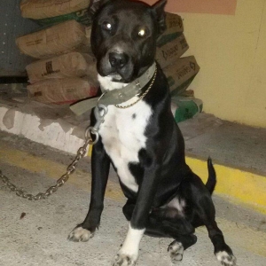 pidbul 1 yaw erkey zirededi 250 manat ayig itdi muhavize iwdiyirem ozu