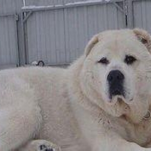 alabay l  tam saglamdi erkek disi var basqa nov it