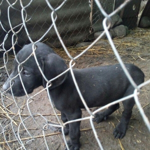 Temiz kuckar cinsdi ov itidi quyrugu kesilib 2 ay 