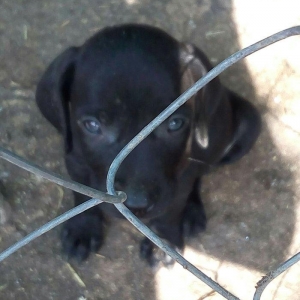 Temiz kuckar cinsdi ov itidi quyrugu kesilib 2 ay balasidi erkekdi pey