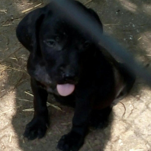 Temiz kuckar cinsdi ov itidi quyrugu kesilib 2 ay balasidi erkekdi pey