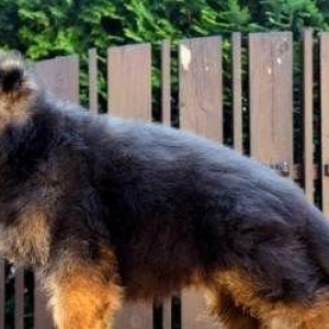 avcarka tam saglamdi erkek disi var basqa nov itle