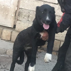 Dağstan çoban iti 5 aylıqdı qancıxtı diger �