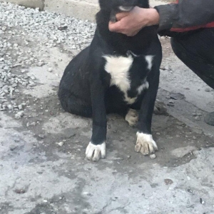 Dağstan çoban iti 5 aylıqdı qancıxtı diger şekildeki anası atasının şe