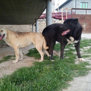 Dağstan çoban iti 5 aylıqdı qancıxtı diger şekildeki anası atasının şe