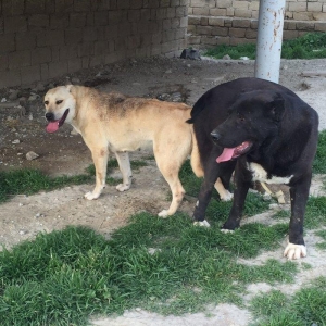 Dağstan çoban iti 5 aylıqdı qancıxtı diger şekildeki anası atasının şe