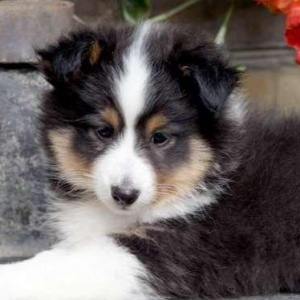 Ш Е Л Т И - великолепные щенк