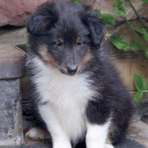 Ш Е Л Т И - великолепные щенкиЩенки чипированы, имеют документы ,