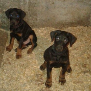 Erkek doberman 2ayliq peyvend olunub ata ana ozumd