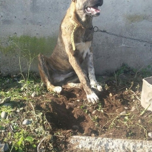 yerli qarabag Agdam iti 2017  martin 2 di anadan o