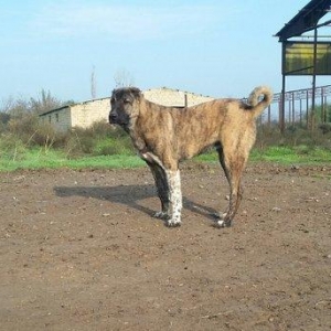 yerli qarabag Agdam iti 2017  martin 2 di anadan olub qiymeti razilasm