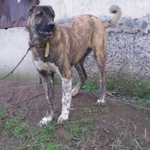 yerli qarabag Agdam iti 2017  martin 2 di anadan olub qiymeti razilasm