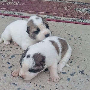 Atasi Dagistan Anasi yerli coban itidir 3ude disidir almag fikrinde ol