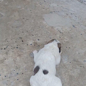 Atasi Dagistan Anasi yerli coban itidir 3ude disidir almag fikrinde ol