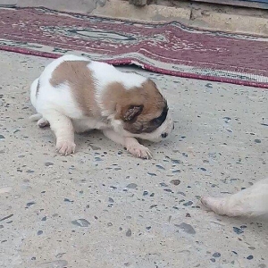 Atasi Dagistan Anasi yerli coban itidir 3ude disidir almag fikrinde ol