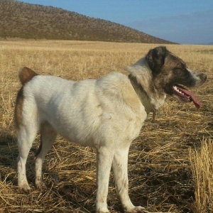 salam it satlir qurd basardi 18 ayliqdi körpeliyi