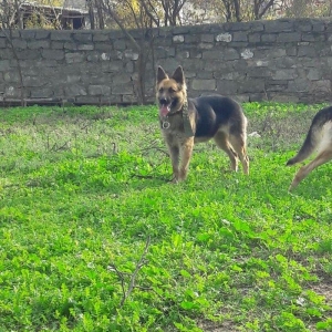 salam tecili satilir xarice gedirem ona gore bala 