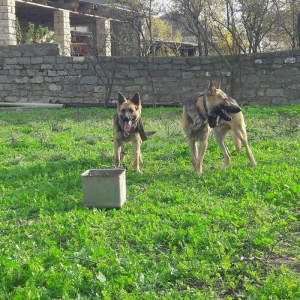 salam tecili satilir xarice gedirem ona gore bala vaxtindan ozumde olu