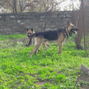 salam tecili satilir xarice gedirem ona gore bala vaxtindan ozumde olu