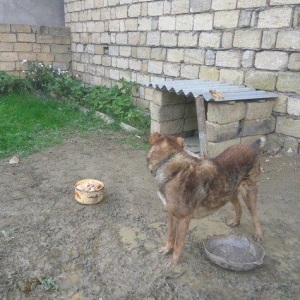 Coban iti adamcildi baxa bilmirem 7-8 dene toyugla