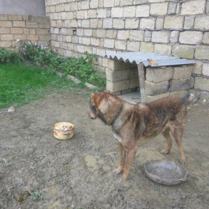 Coban iti adamcildi baxa bilmirem 7-8 dene toyugla barter ederem axran