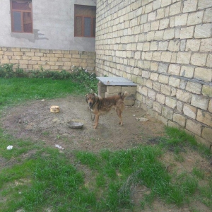 Coban iti adamcildi baxa bilmirem 7-8 dene toyugla barter ederem axran