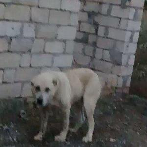 Yerli coban itinen alabayin qarisigidir erkeydir 3