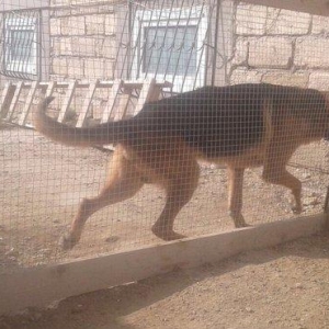 Nemesisqi afcarkadi iki yawi var bezi kamandalari bilir yeni sahibine